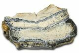Mammoth Molar Slice With Case - South Carolina #377774-1